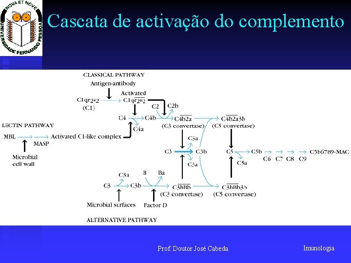 Cascata de activação do complemento Prof. Doutor José Cabeda Imunologia 