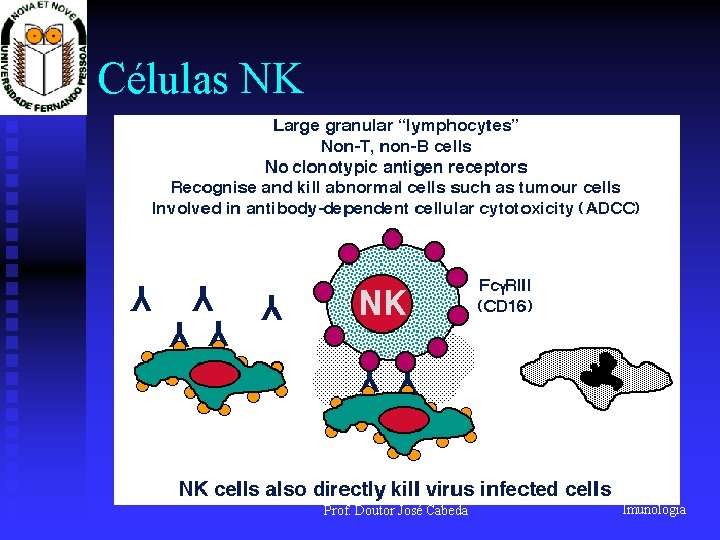 Células NK Prof. Doutor José Cabeda Imunologia 