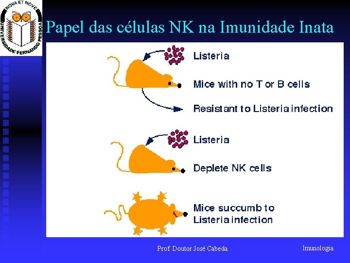 Papel das células NK na Imunidade Inata Prof. Doutor José Cabeda Imunologia 