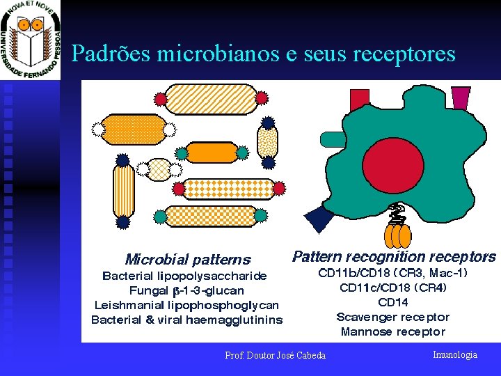Padrões microbianos e seus receptores Prof. Doutor José Cabeda Imunologia 