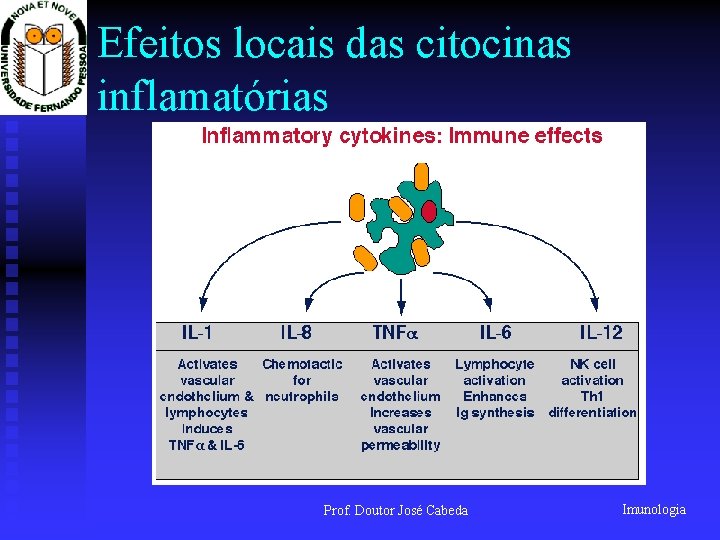 Efeitos locais das citocinas inflamatórias Prof. Doutor José Cabeda Imunologia 