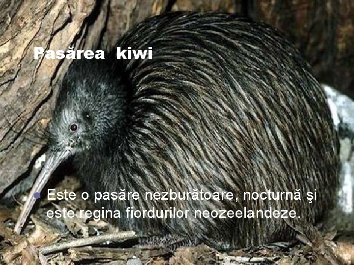 Pasărea kiwi l Este o pasăre nezburătoare, nocturnă şi este regina fiordurilor neozeelandeze. 