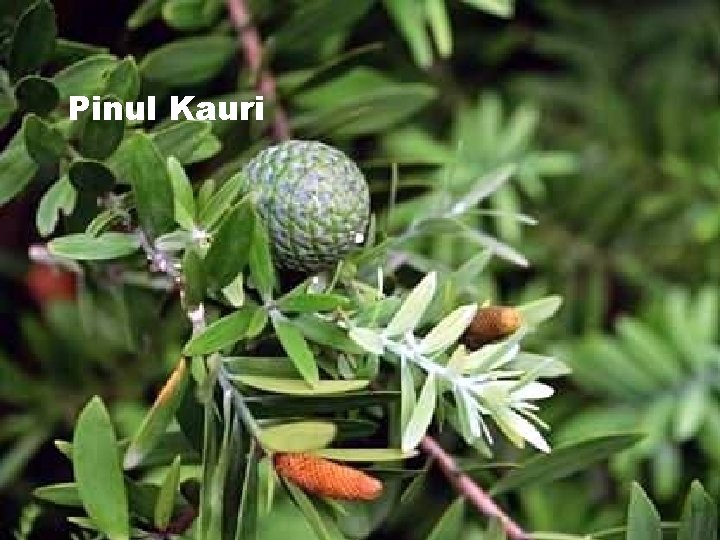 Pinul Kauri 