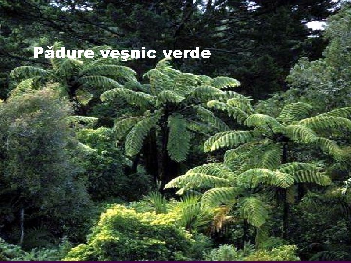 Pădure veşnic verde 