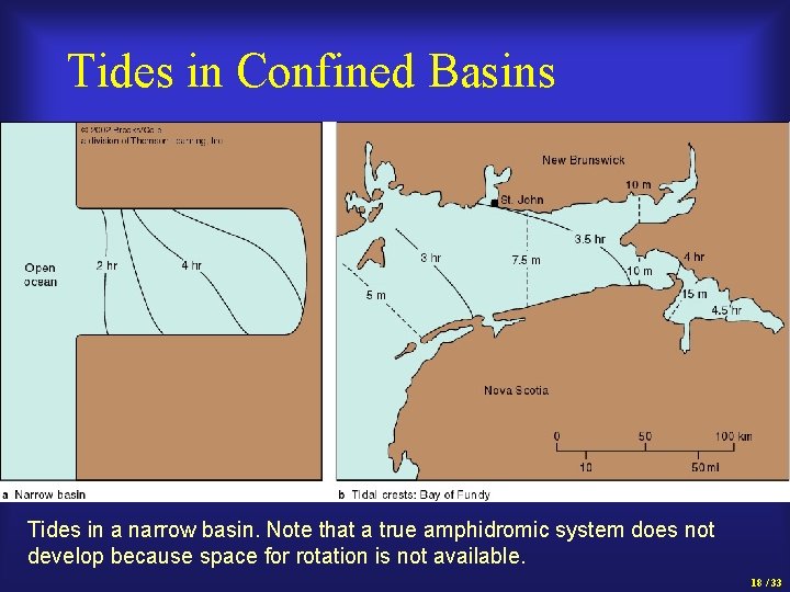 Tides in Confined Basins Tides in a narrow basin. Note that a true amphidromic