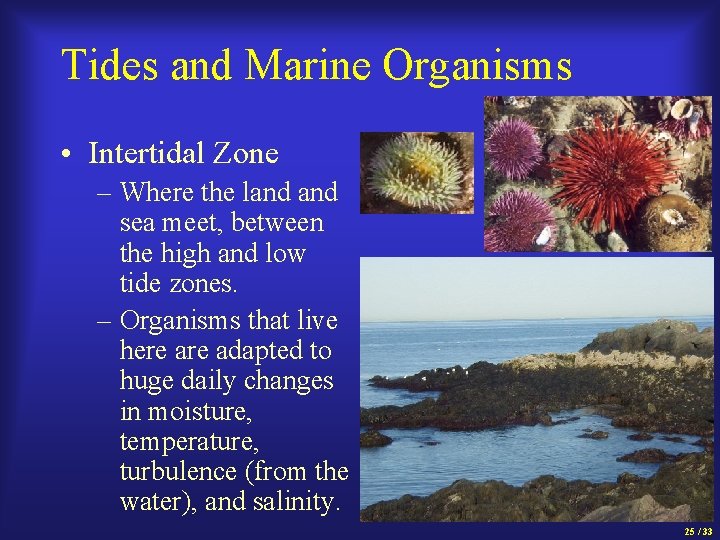 Tides and Marine Organisms • Intertidal Zone – Where the land sea meet, between