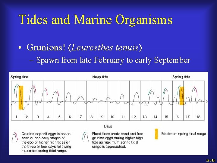 Tides and Marine Organisms • Grunions! (Leuresthes tenuis) – Spawn from late February to