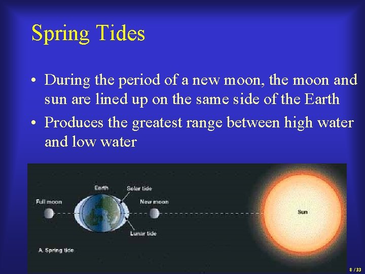 Spring Tides • During the period of a new moon, the moon and sun