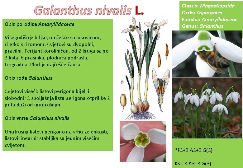 Galanthus nivalis L. Opis porodice Amaryllidaceae Classis: Magnoliopsida Ordo: Aspargales Familia: Amaryllidaceae Genus: Galanthus