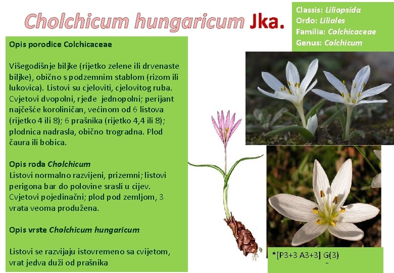 Cholchicum hungaricum Jka. Opis porodice Colchicaceae Classis: Liliopsida Ordo: Liliales Familia: Colchicaceae Genus: Colchicum