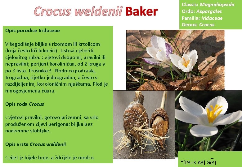 Crocus weldenii Baker Opis porodice Iridaceae Classis: Magnoliopsida Ordo: Aspargales Familia: Iridaceae Genus: Crocus