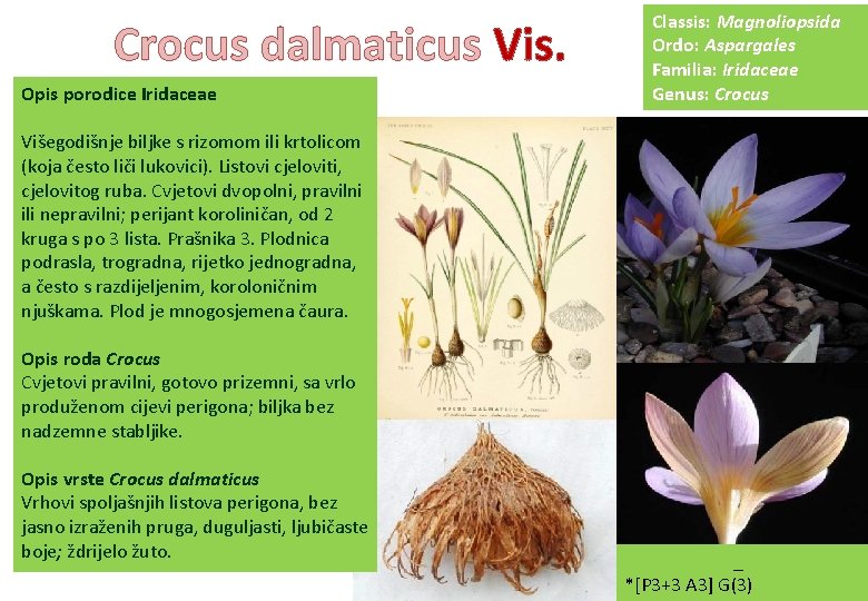 Crocus dalmaticus Vis. Opis porodice Iridaceae Classis: Magnoliopsida Ordo: Aspargales Familia: Iridaceae Genus: Crocus