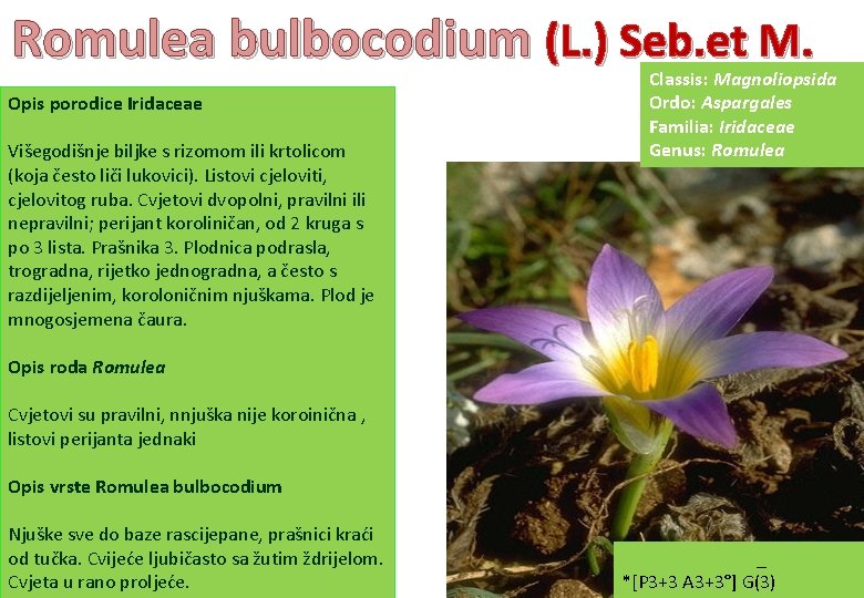 Romulea bulbocodium (L. ) Seb. et M. Opis porodice Iridaceae Višegodišnje biljke s rizomom
