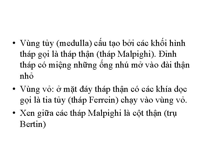  • Vùng tủy (medulla) cấu tạo bởi các khối hình tháp gọi là