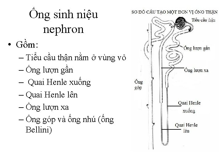 Ống sinh niệu nephron • Gồm: – Tiểu cầu thận nằm ở vùng vỏ