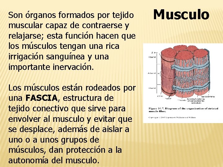 Son órganos formados por tejido muscular capaz de contraerse y relajarse; esta función hacen
