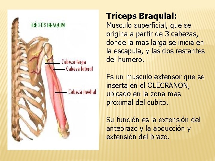 Tríceps Braquial: Musculo superficial, que se origina a partir de 3 cabezas, donde la