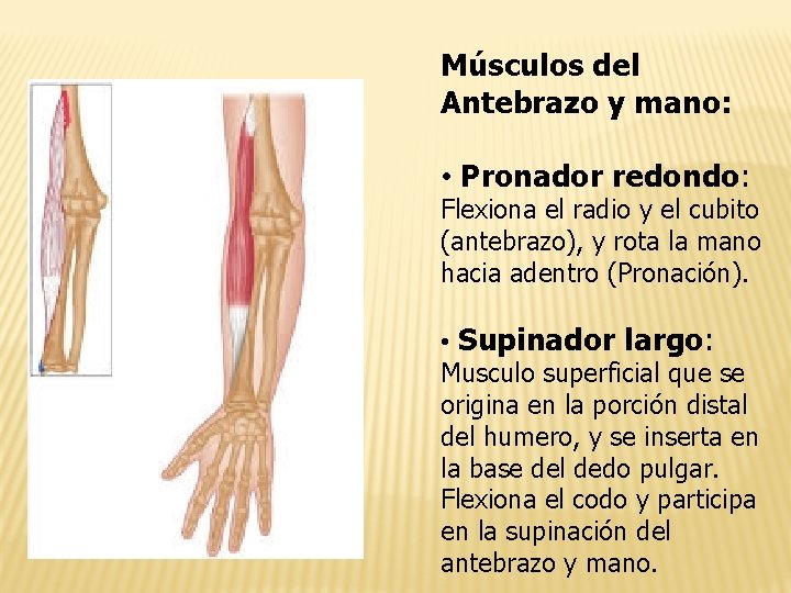 Músculos del Antebrazo y mano: • Pronador redondo: Flexiona el radio y el cubito