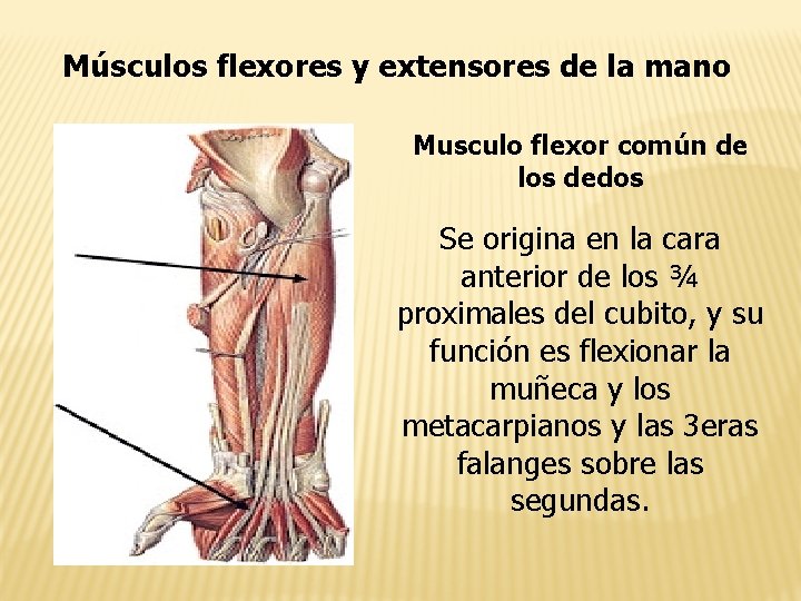 Músculos flexores y extensores de la mano Musculo flexor común de los dedos Se