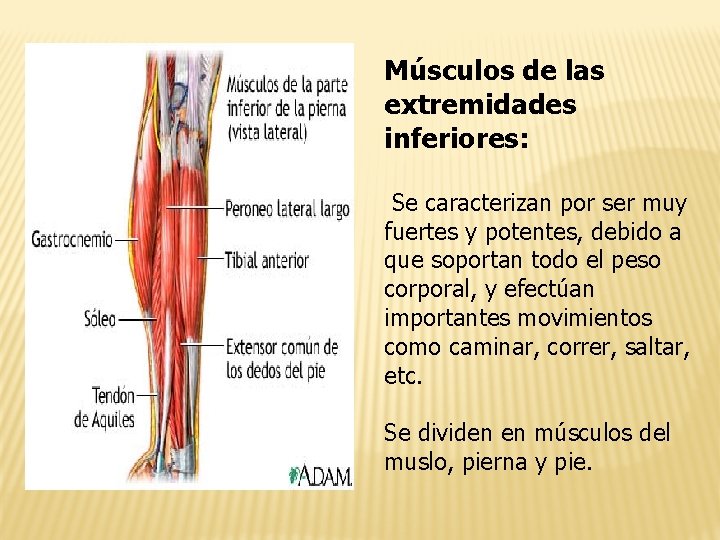 Músculos de las extremidades inferiores: Se caracterizan por ser muy fuertes y potentes, debido