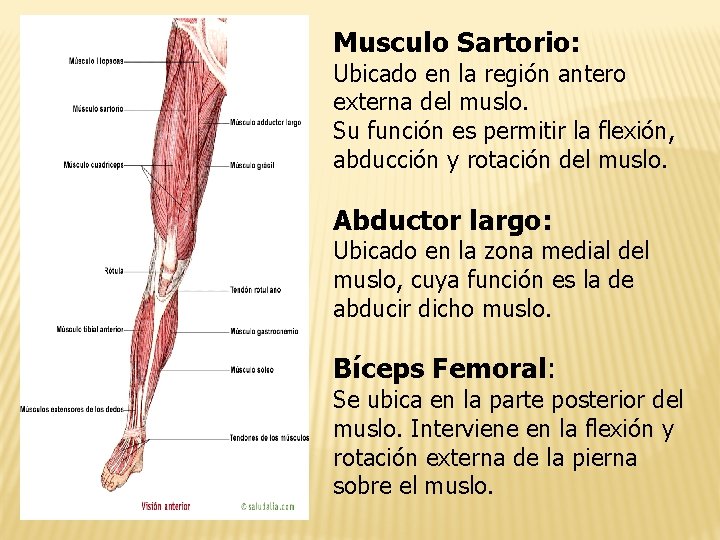 Musculo Sartorio: Ubicado en la región antero externa del muslo. Su función es permitir