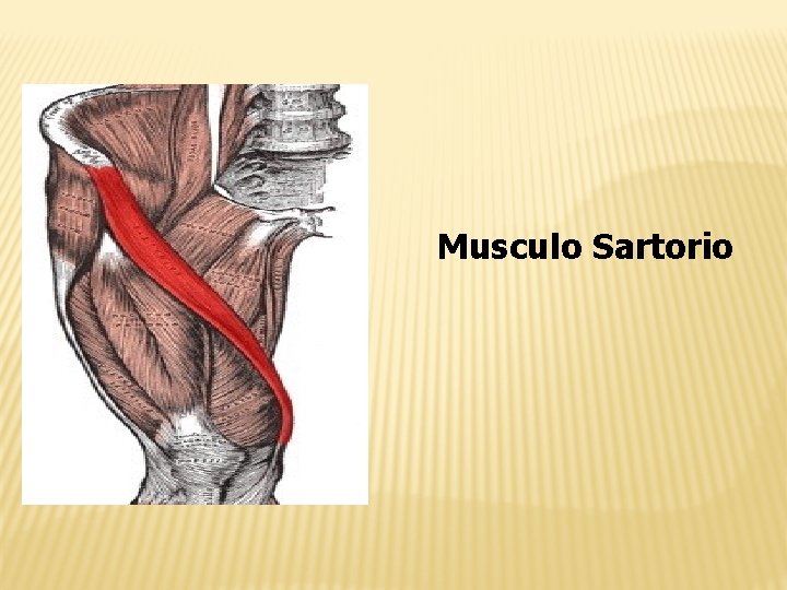 Musculo Sartorio 