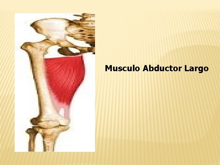 Musculo Abductor Largo 
