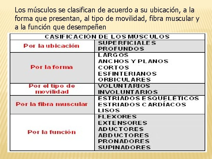 Los músculos se clasifican de acuerdo a su ubicación, a la forma que presentan,