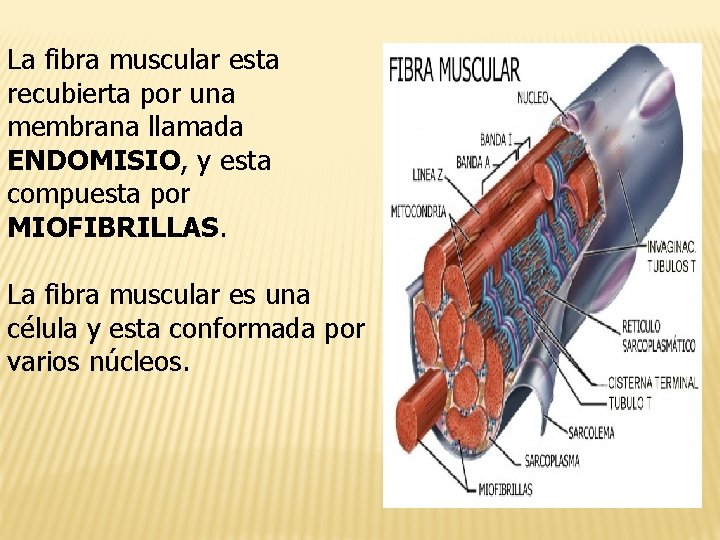 La fibra muscular esta recubierta por una membrana llamada ENDOMISIO, y esta compuesta por