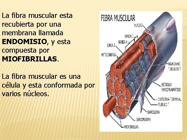 La fibra muscular esta recubierta por una membrana llamada ENDOMISIO, y esta compuesta por