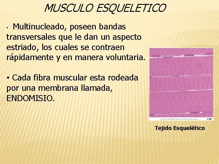 MUSCULO ESQUELETICO Multinucleado, poseen bandas transversales que le dan un aspecto estriado, los cuales