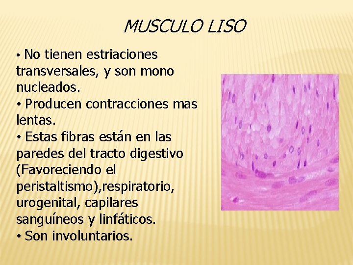 MUSCULO LISO • No tienen estriaciones transversales, y son mono nucleados. • Producen contracciones