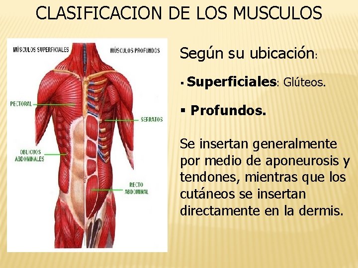 CLASIFICACION DE LOS MUSCULOS Según su ubicación: § Superficiales: Glúteos. § Profundos. Se insertan