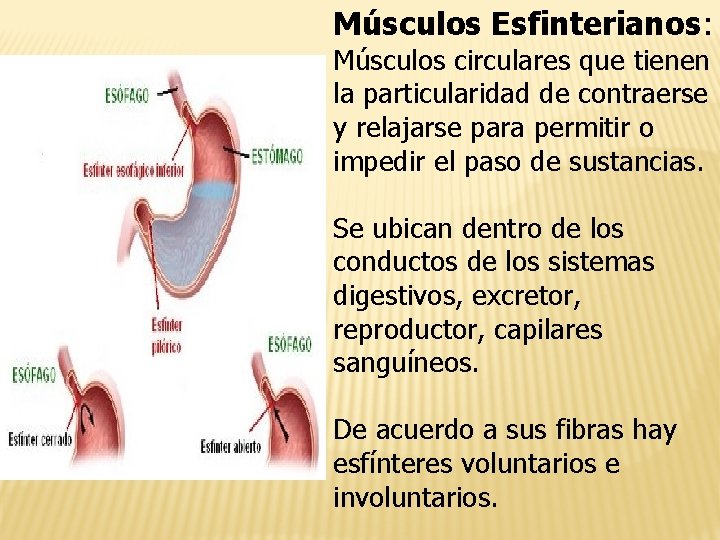 Músculos Esfinterianos: Músculos circulares que tienen la particularidad de contraerse y relajarse para permitir