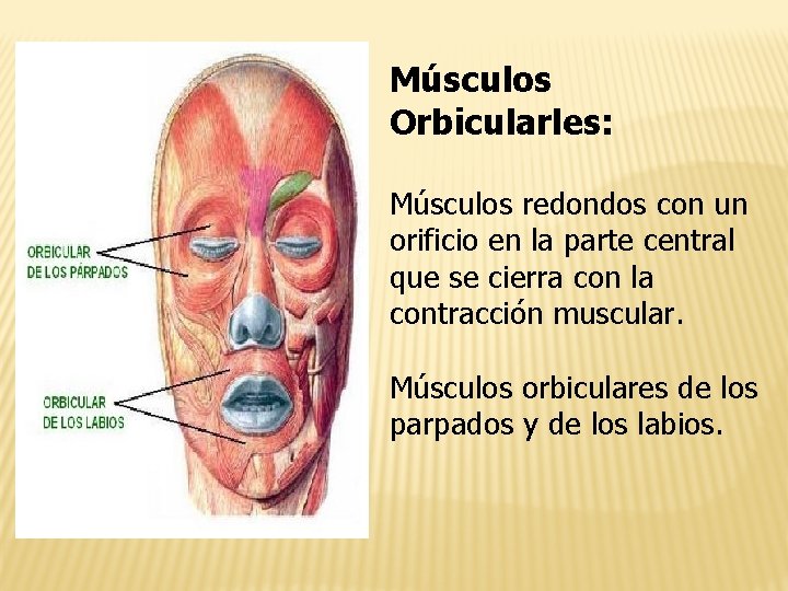 Músculos Orbicularles: Músculos redondos con un orificio en la parte central que se cierra