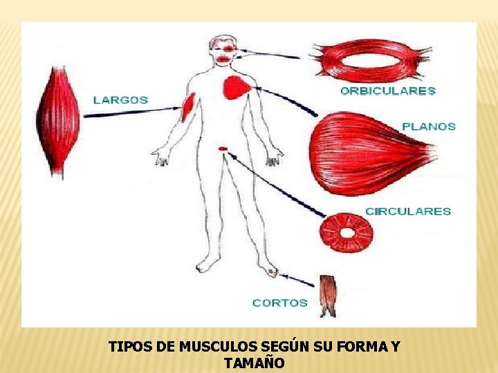 TIPOS DE MUSCULOS SEGÚN SU FORMA Y TAMAÑO 