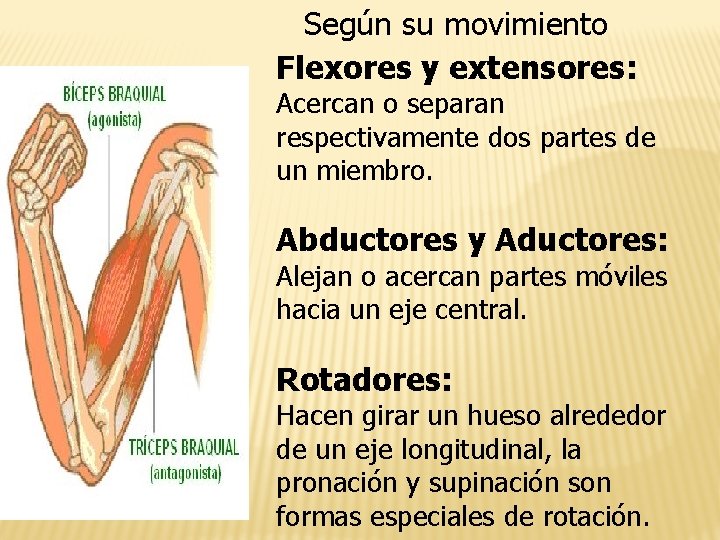 Según su movimiento Flexores y extensores: Acercan o separan respectivamente dos partes de un