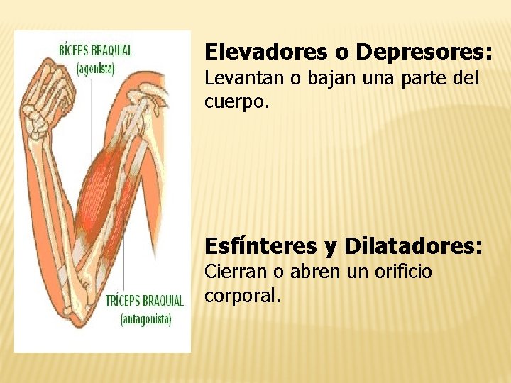 Elevadores o Depresores: Levantan o bajan una parte del cuerpo. Esfínteres y Dilatadores: Cierran