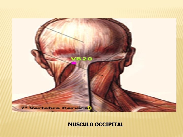 MUSCULO OCCIPITAL 