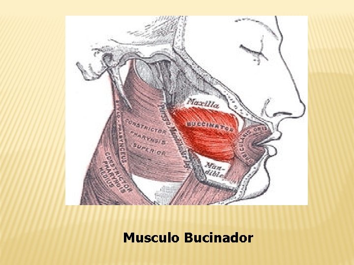 Musculo Bucinador 