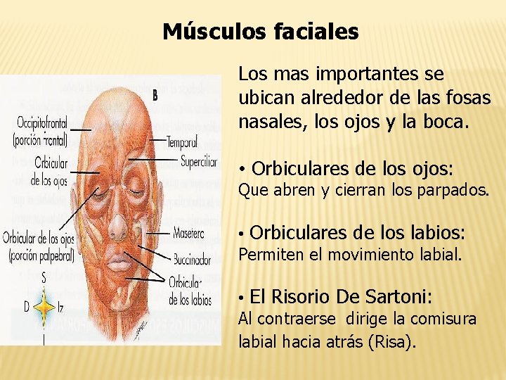 Músculos faciales Los mas importantes se ubican alrededor de las fosas nasales, los ojos