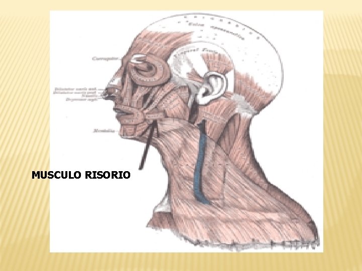 MUSCULO RISORIO 