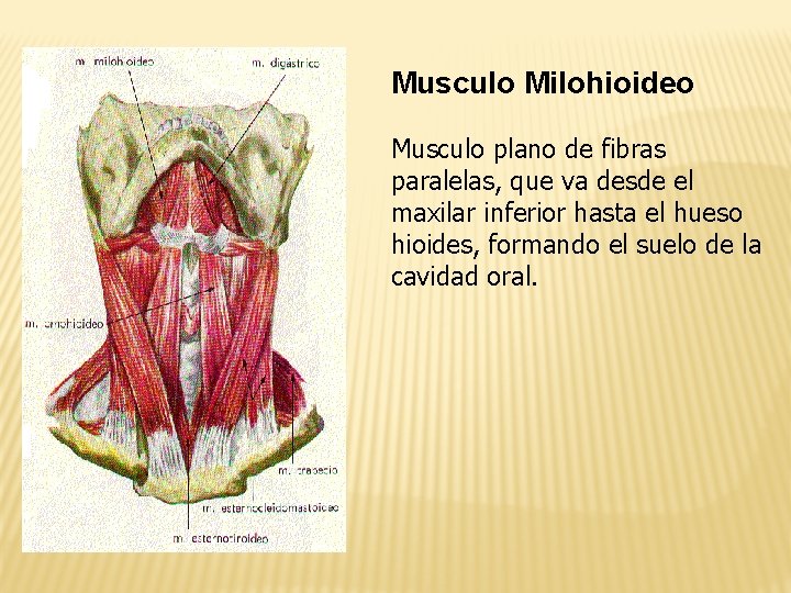 Musculo Milohioideo Musculo plano de fibras paralelas, que va desde el maxilar inferior hasta