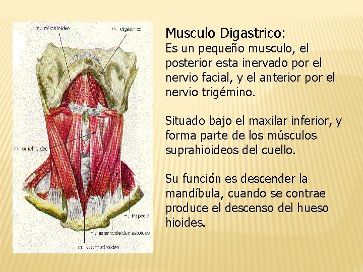 Musculo Digastrico: Es un pequeño musculo, el posterior esta inervado por el nervio facial,