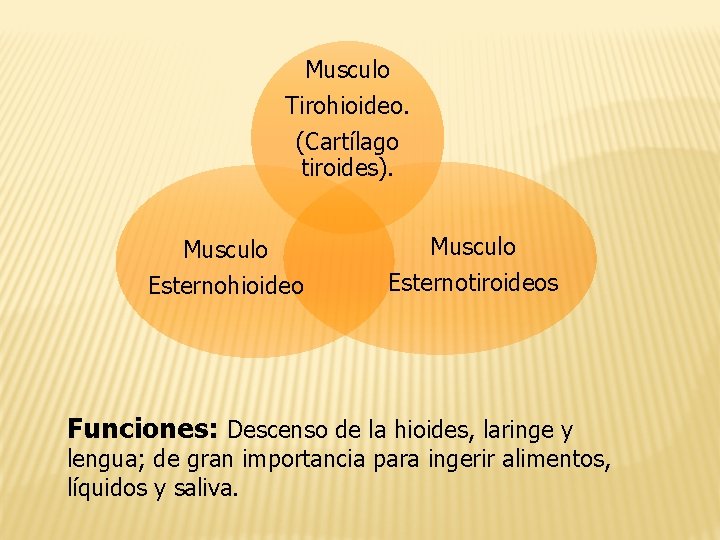 Musculo Tirohioideo. (Cartílago tiroides). Musculo Esternohioideo Musculo Esternotiroideos Funciones: Descenso de la hioides, laringe