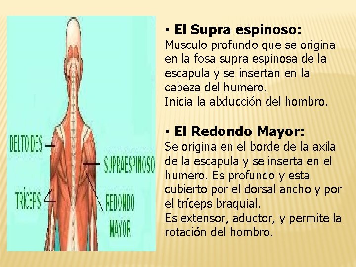  • El Supra espinoso: Musculo profundo que se origina en la fosa supra