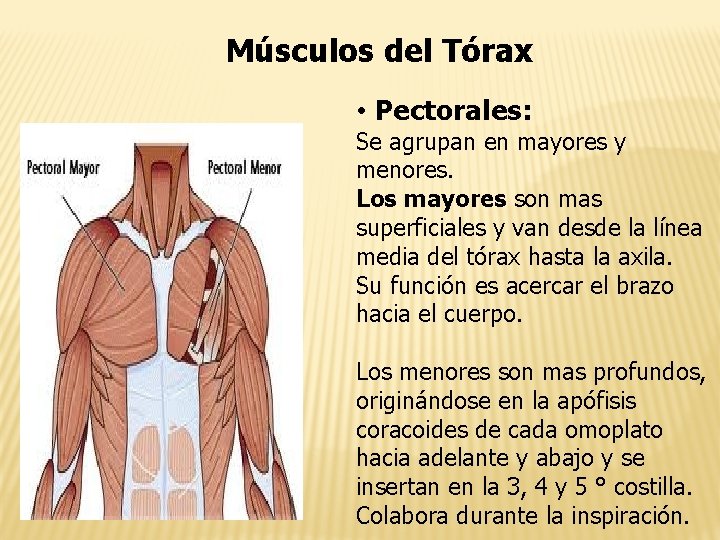 Músculos del Tórax • Pectorales: Se agrupan en mayores y menores. Los mayores son