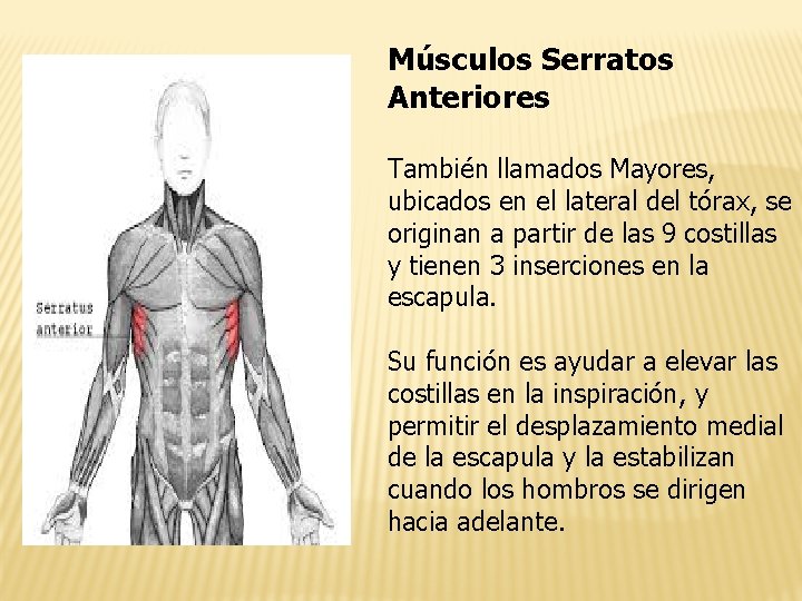 Músculos Serratos Anteriores También llamados Mayores, ubicados en el lateral del tórax, se originan