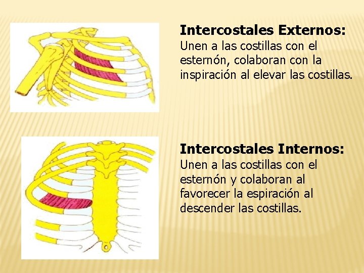 Intercostales Externos: Unen a las costillas con el esternón, colaboran con la inspiración al
