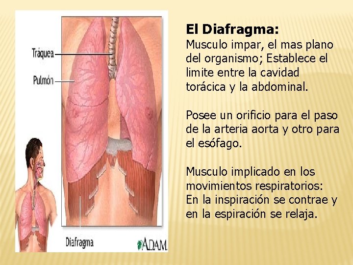 El Diafragma: Musculo impar, el mas plano del organismo; Establece el limite entre la